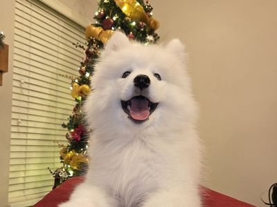SAMOYED PUPPY FEMALE AKC