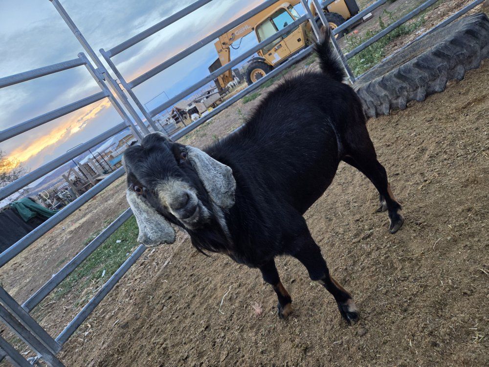 pure bred nubian buck for sale