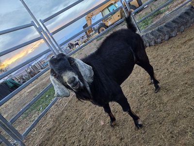 pure bred nubian buck for sale