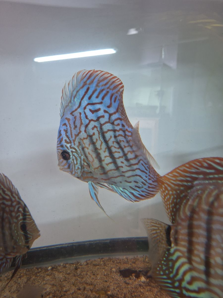 GALAXY TURQUOISE DISCUS — $150