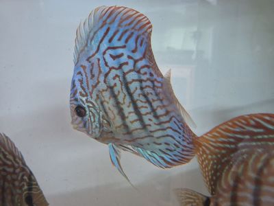 GALAXY TURQUOISE DISCUS — $150