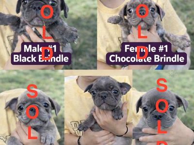 Frug Puppies(price drop)