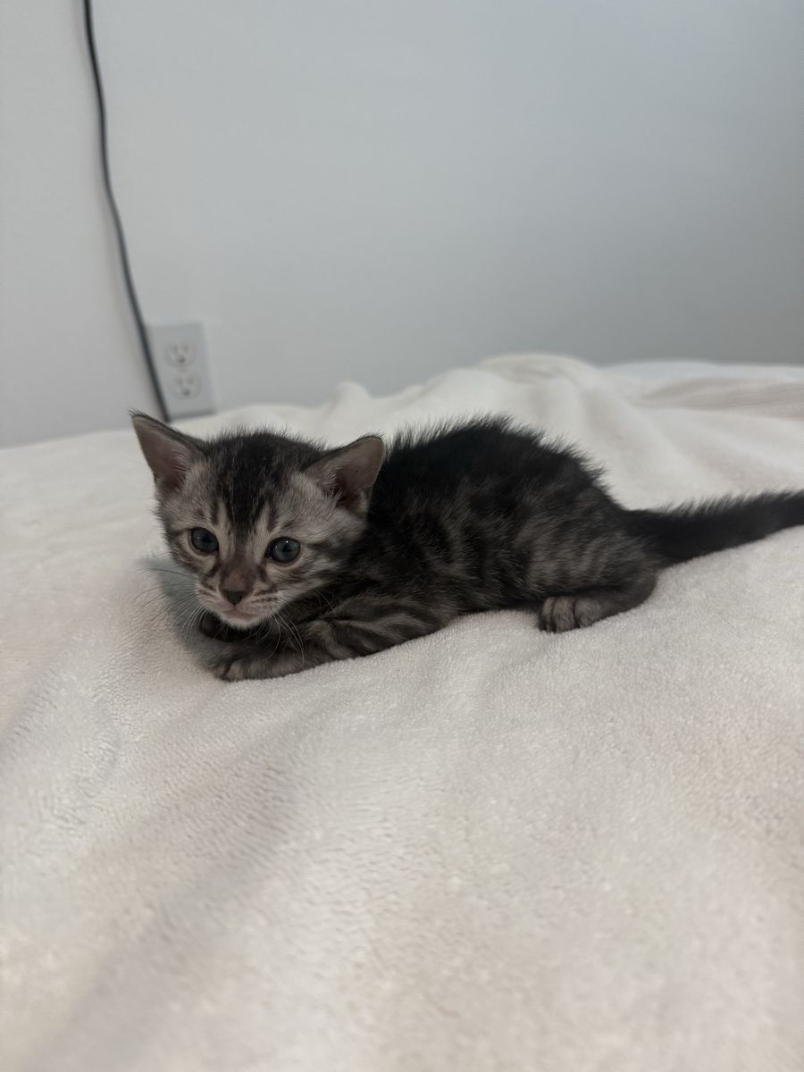 Silver bengal kittens