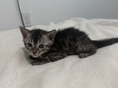 Silver bengal kittens