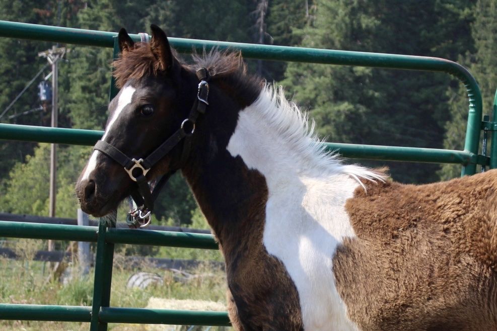 50% Friesian filly weaned and ready to go!