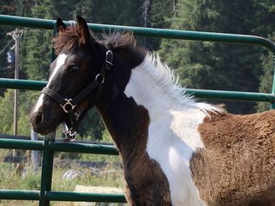 50% Friesian filly weaned and ready to go!