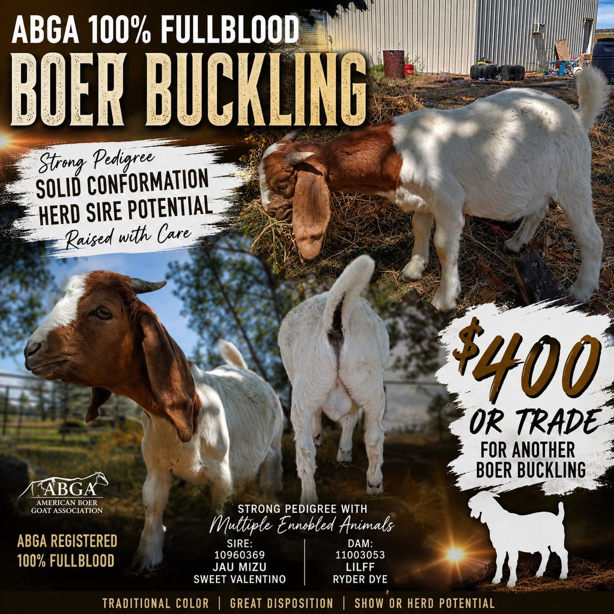 sale/trade 100% Fullblood ABGA Buckling 