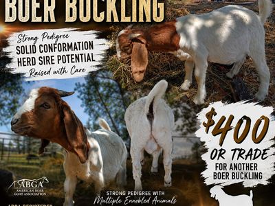 sale/trade 100% Fullblood ABGA Buckling
