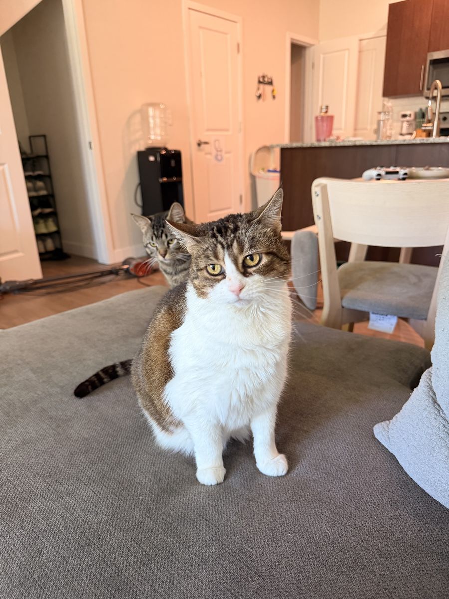 Rehoming our cat snuggles