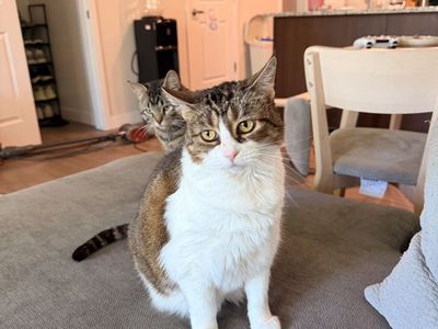 Rehoming our cat snuggles
