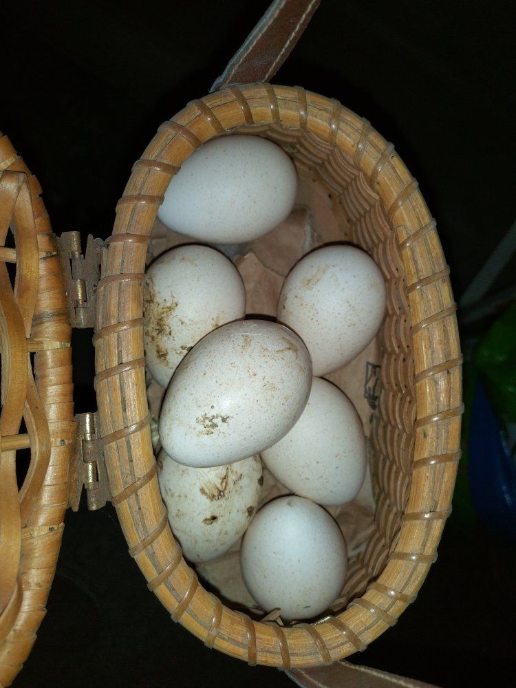 Fertilized Midget White Turkey Eggs