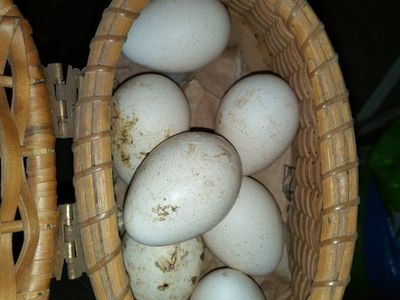 Fertilized Midget White Turkey Eggs