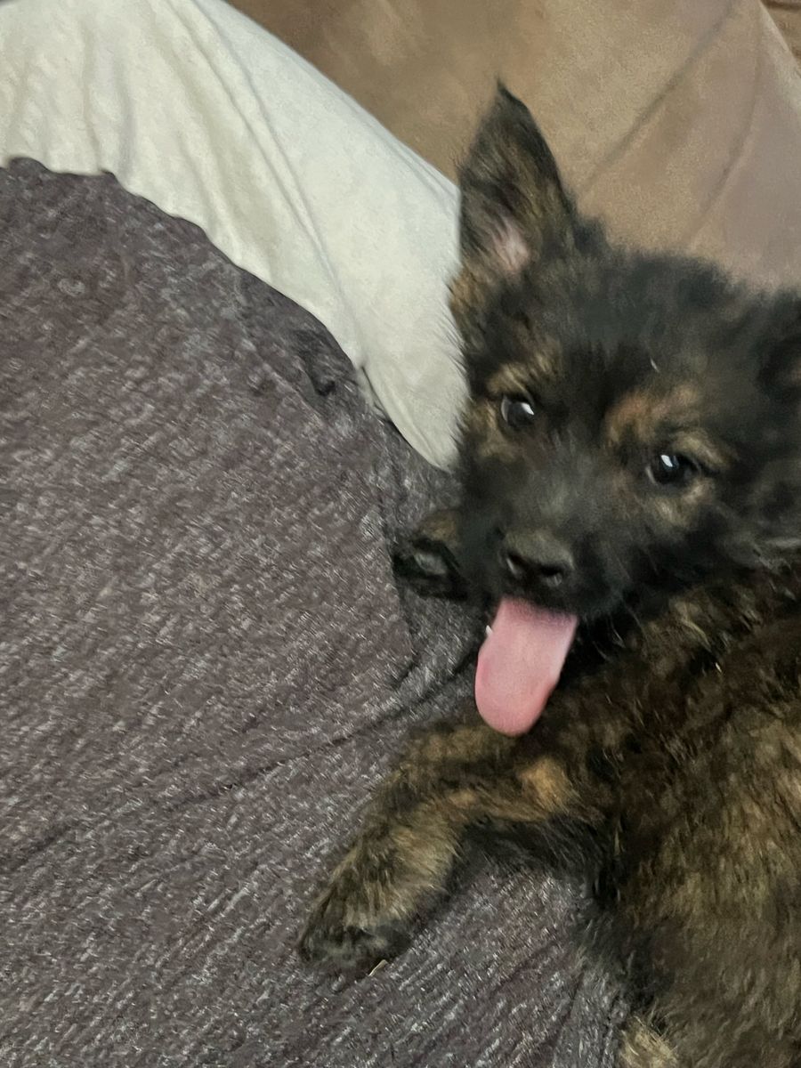 Brindle Corgi/ Dutch Shepherd Puppies