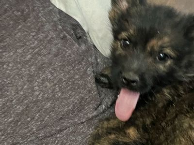 Brindle Corgi/ Dutch Shepherd Puppies