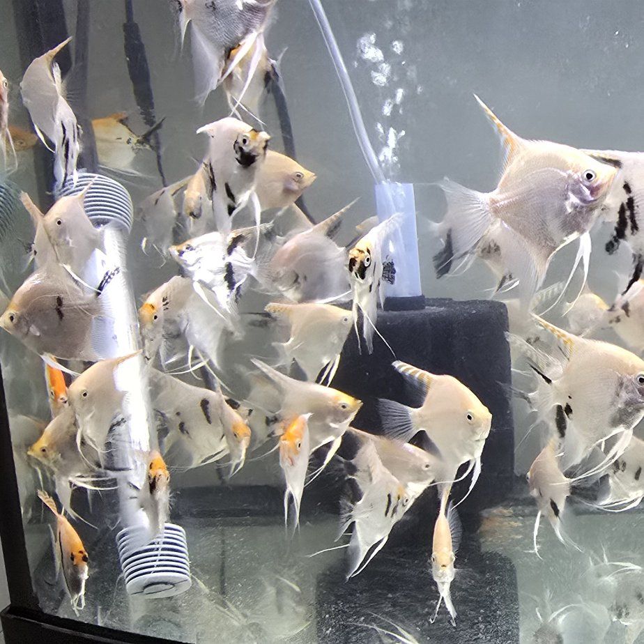 Angel fish 3-3.5" - $3