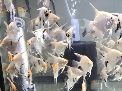 Angel fish 3-3.5" - $3