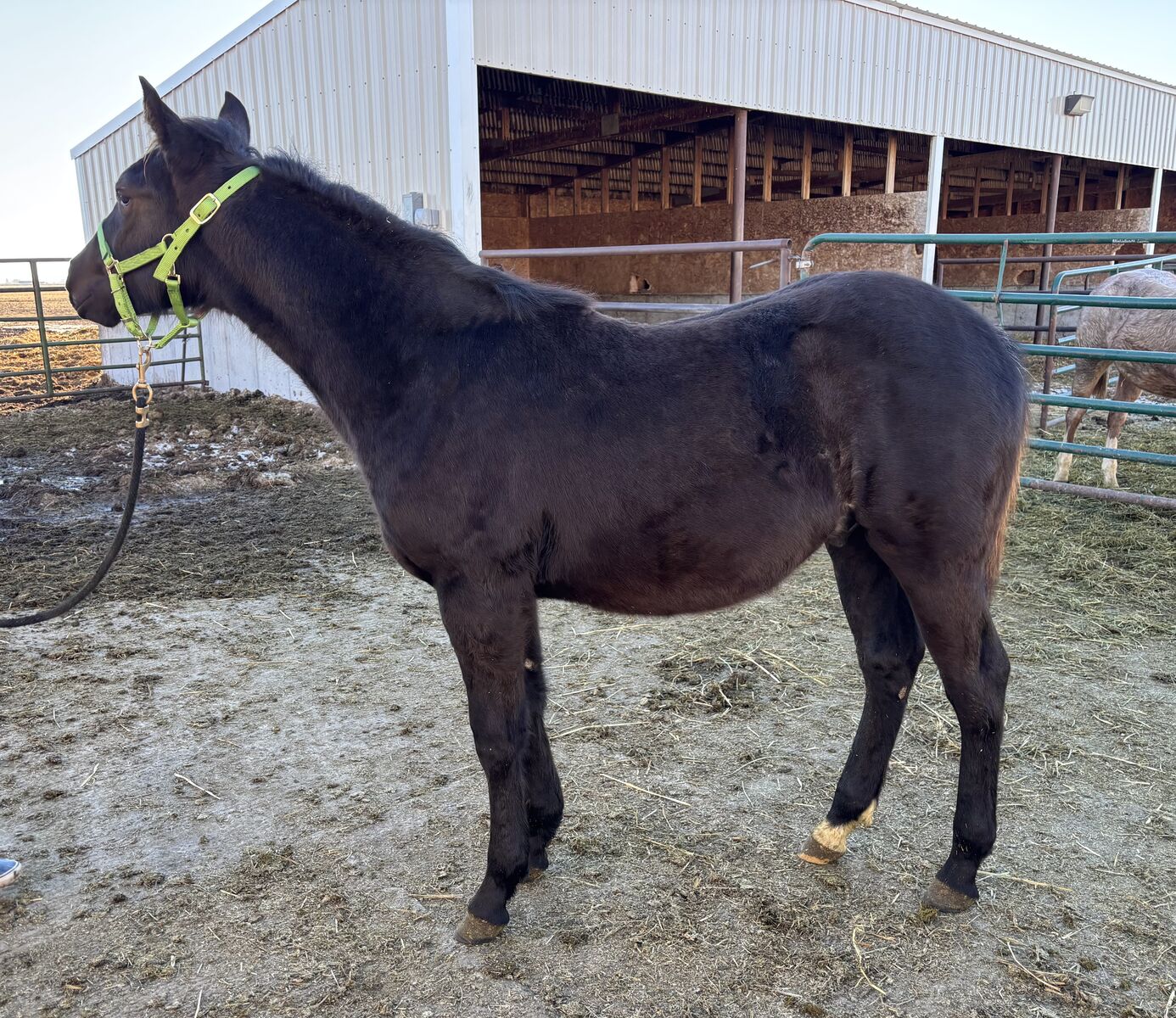 2025 Black AQHA Stud Colt "Smoke"