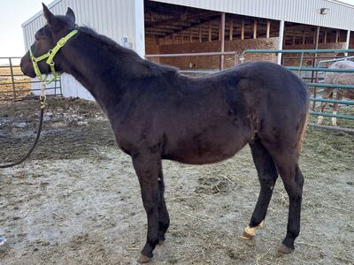 2025 Black AQHA Stud Colt "Smoke"