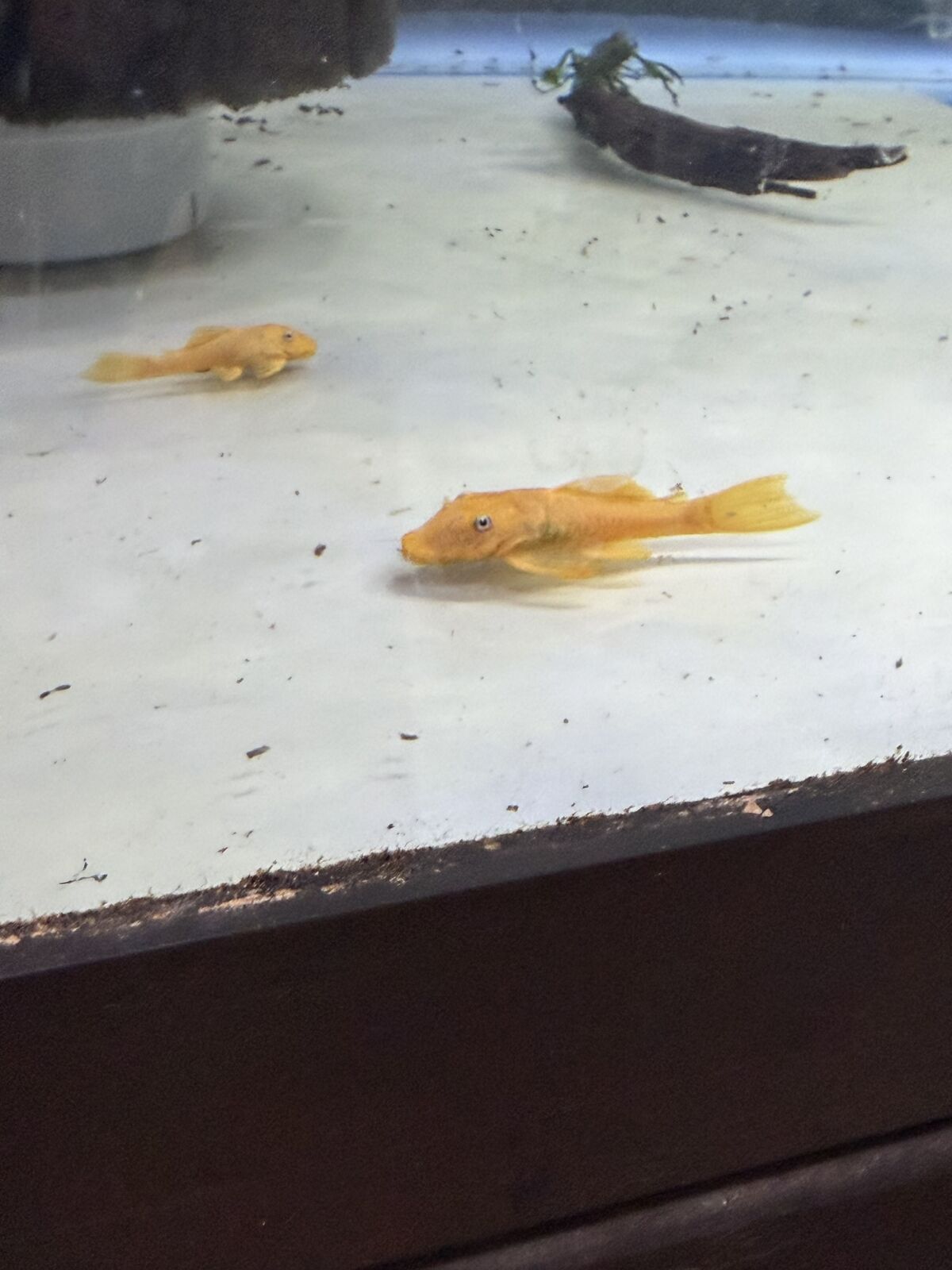 Short fin blue eyed lemon plecos