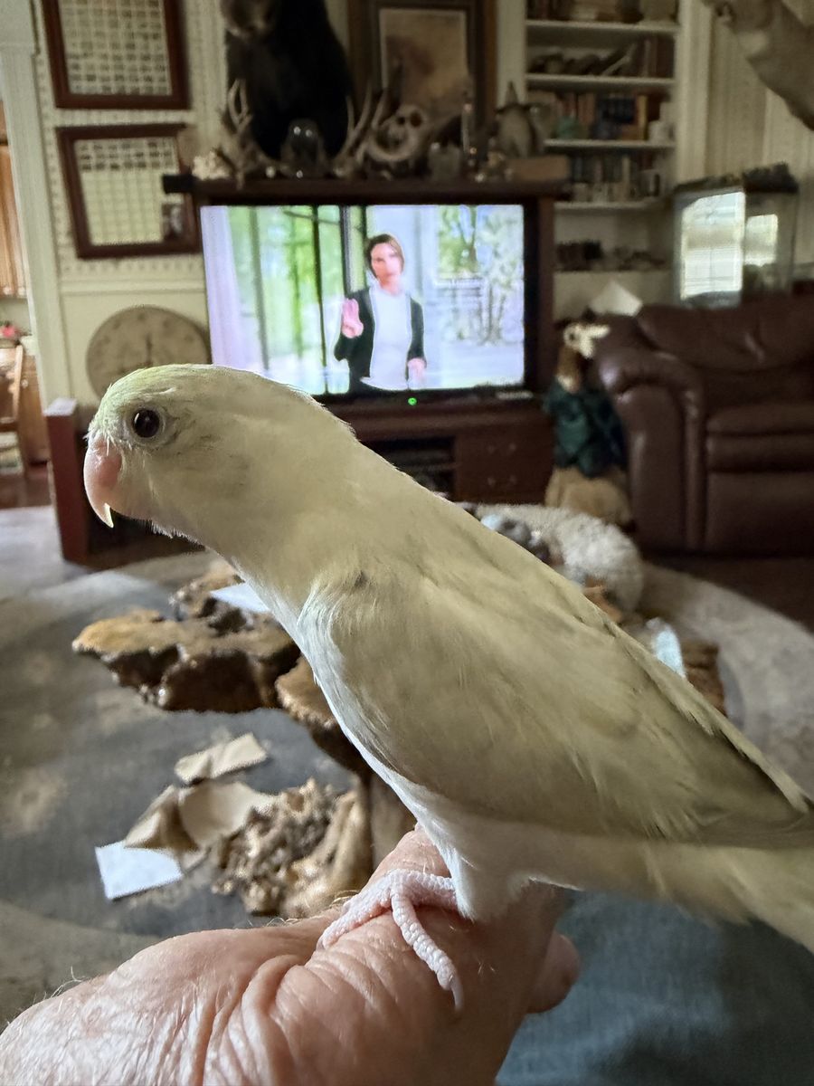 Baby Parrotlet