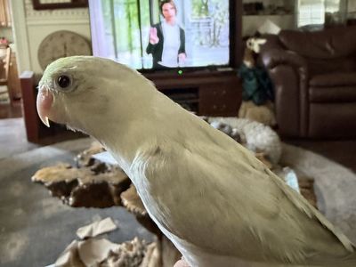 Baby Parrotlet