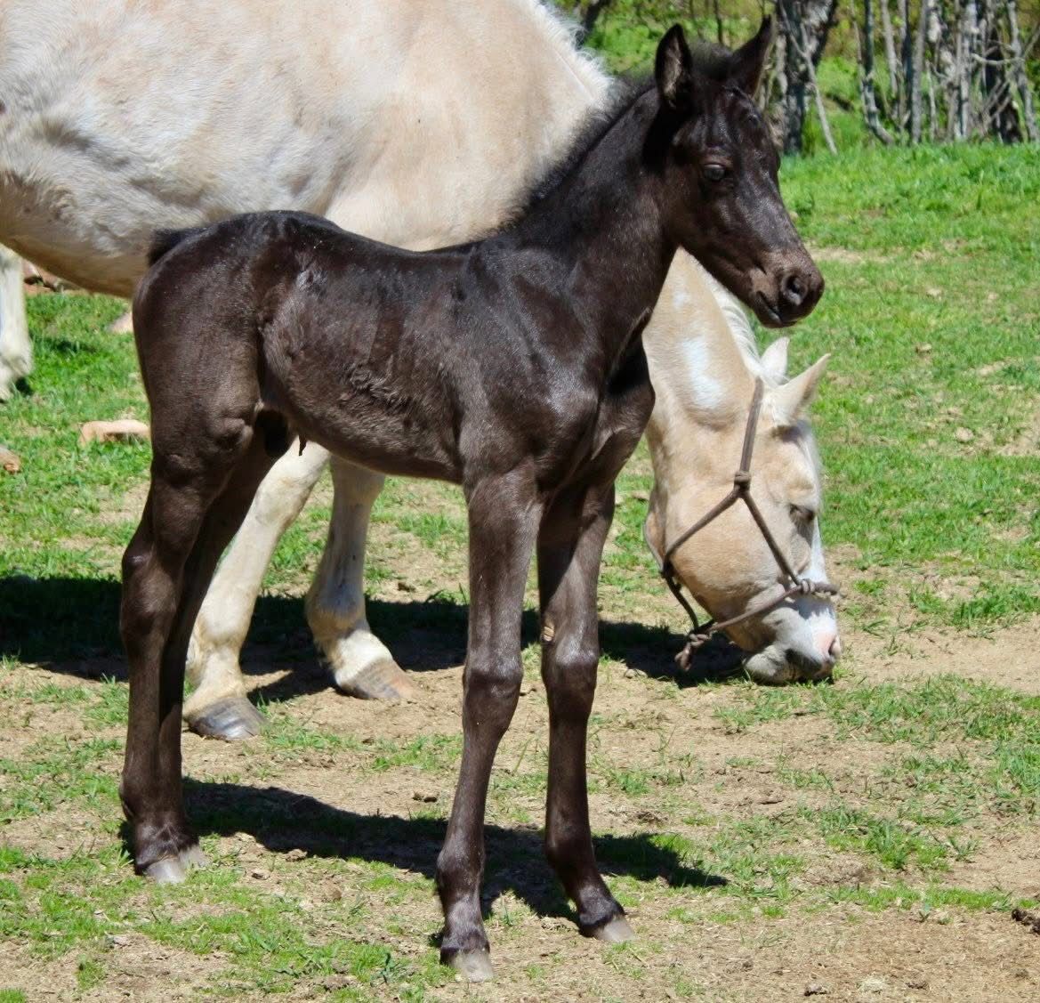50% Friesian Solid Black Colt!