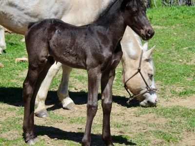 50% Friesian Solid Black Colt!