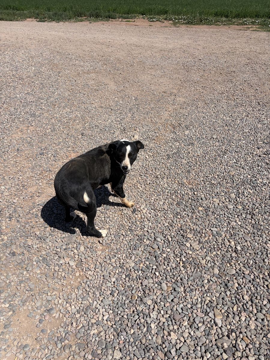 Free 3 Yr Old Border Collie