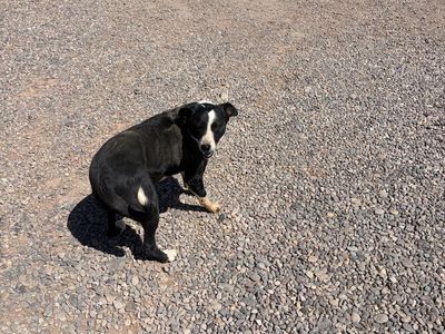 Free 3 Yr Old Border Collie