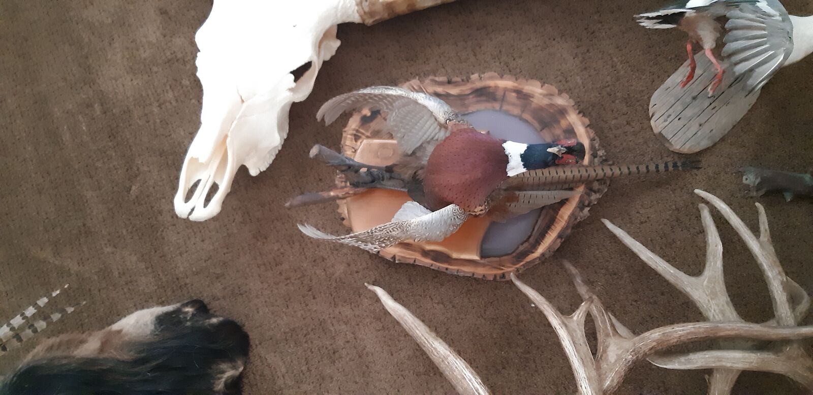 Pheasant Bird Mount