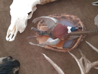 Pheasant Bird Mount
