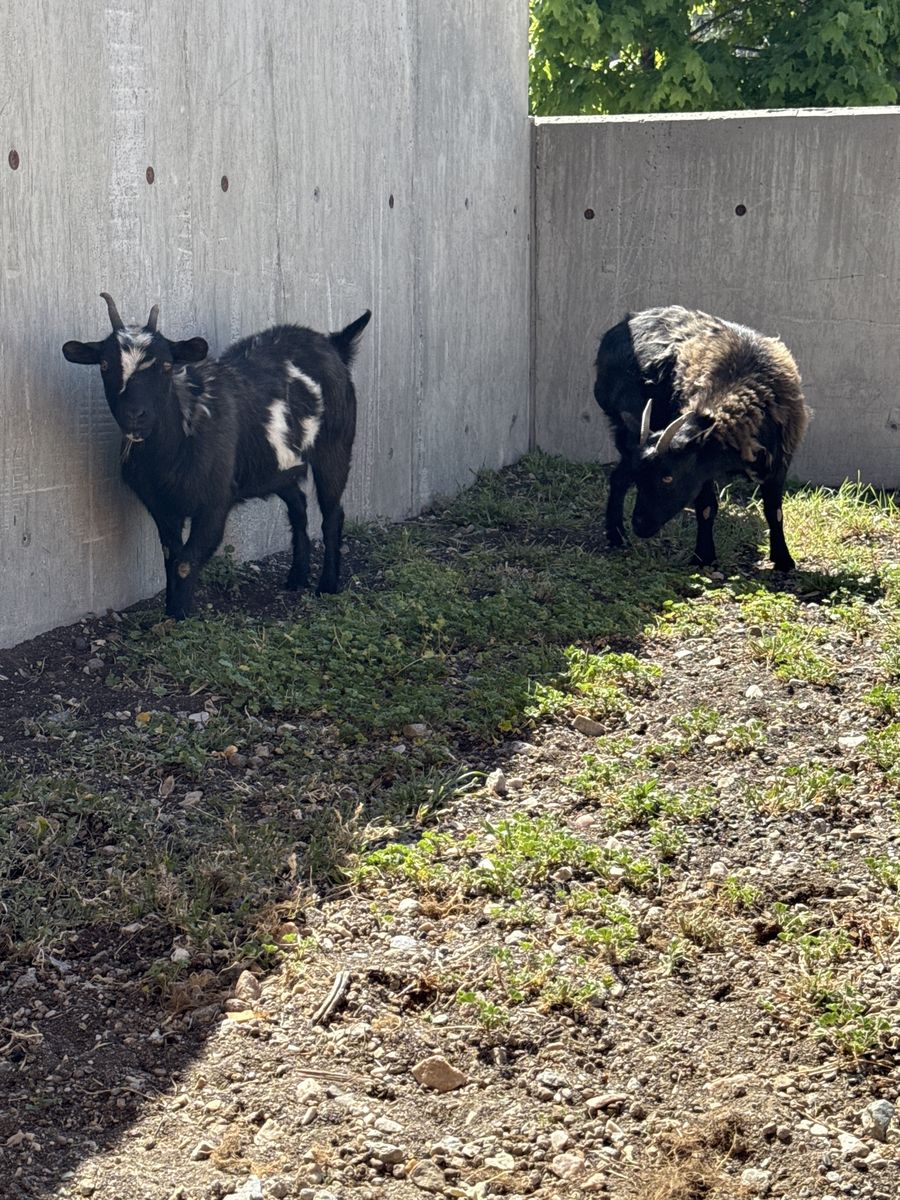 Fainting goats