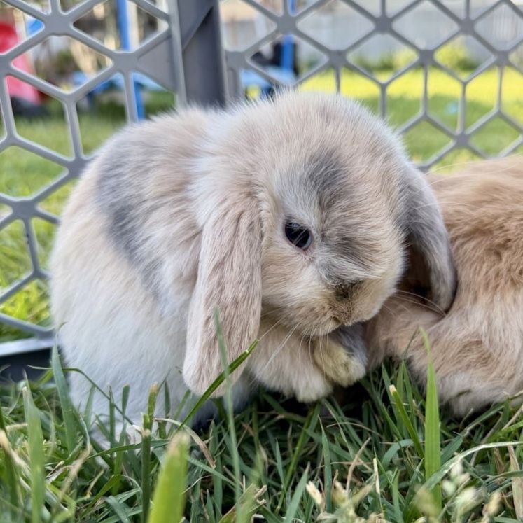 Holland Lop Buck