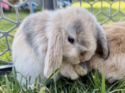 Holland Lop Buck