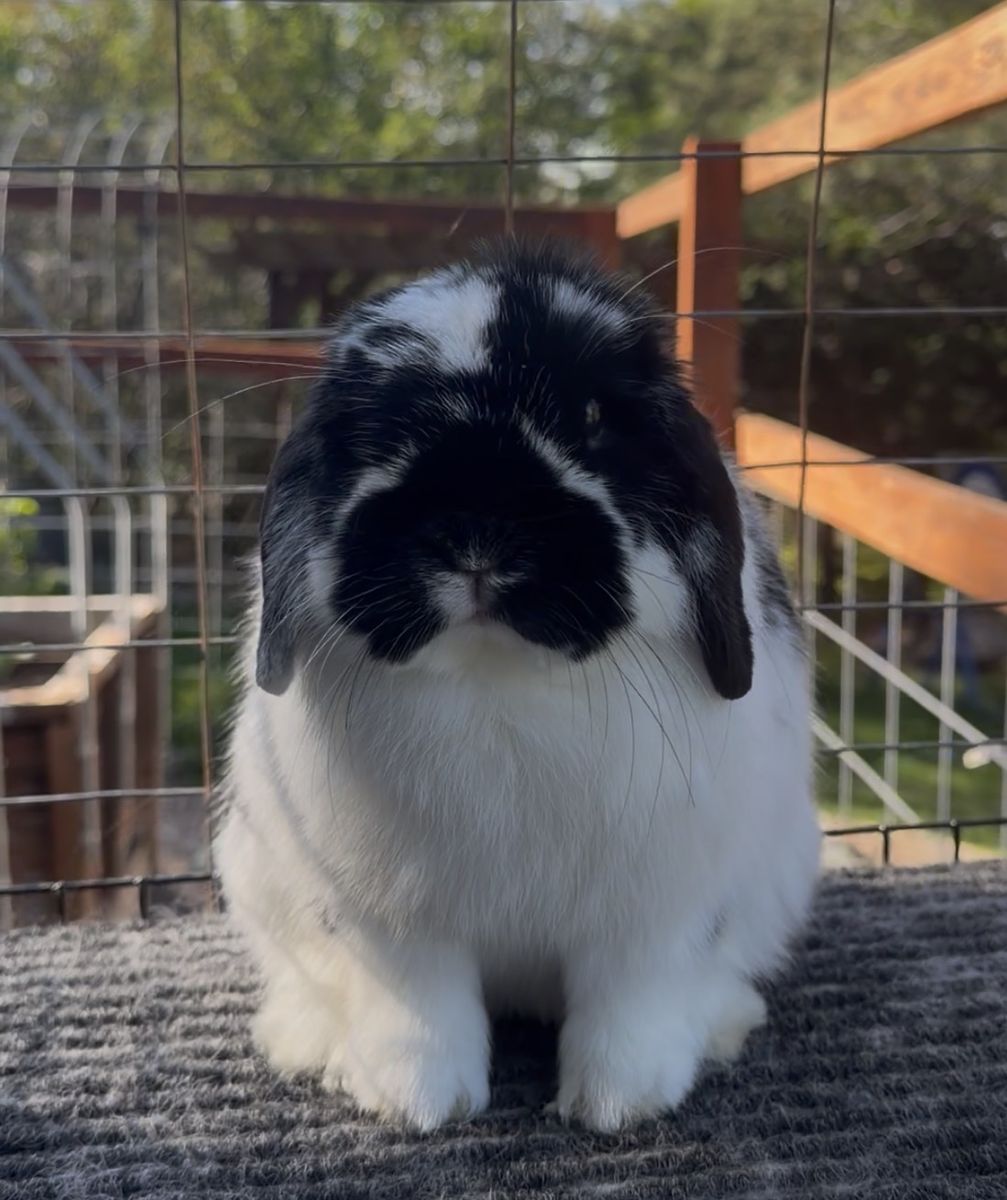 Show Holland Lop Buck