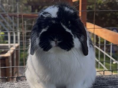 Show Holland Lop Buck
