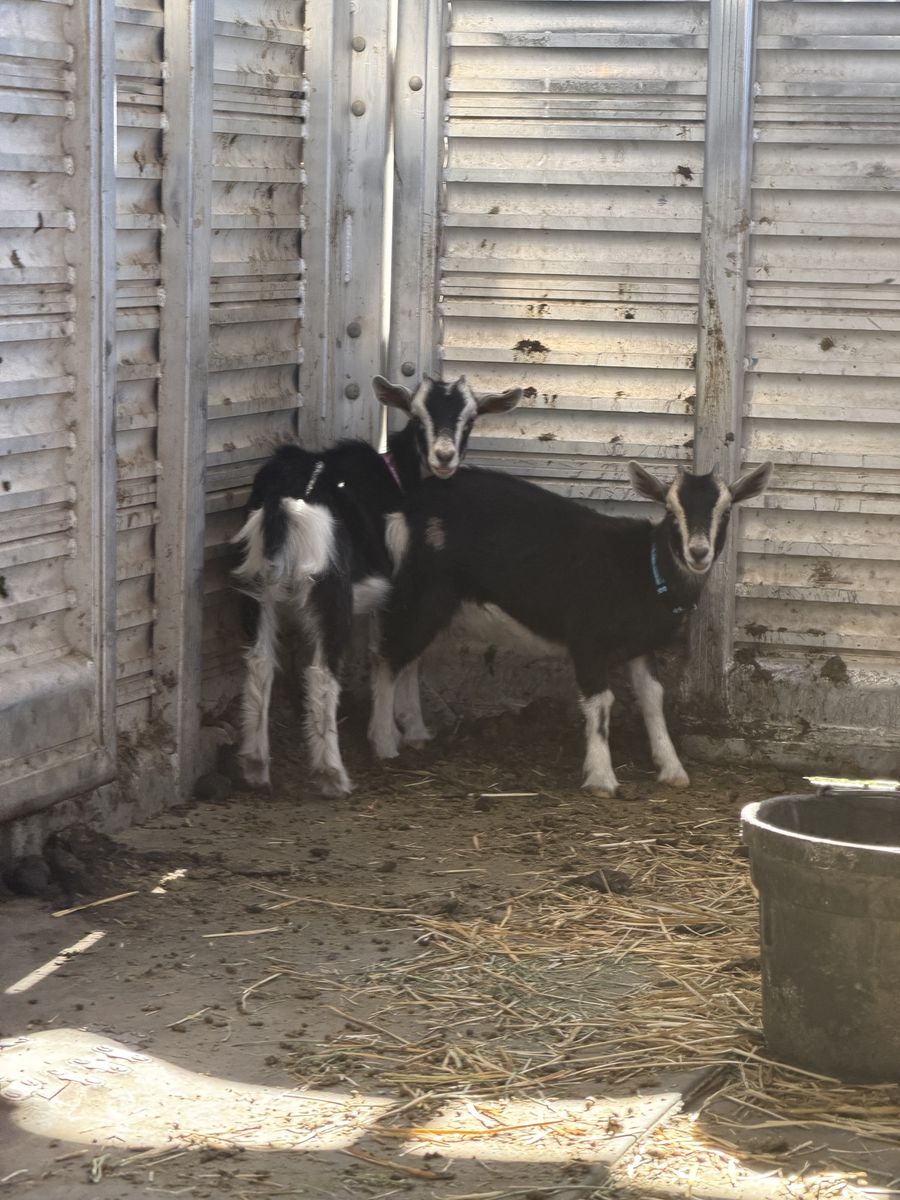 2 Baby Goats - Nubian/Nigerian Dwarf Mix, Female Pair, 3 months old, ready for new home