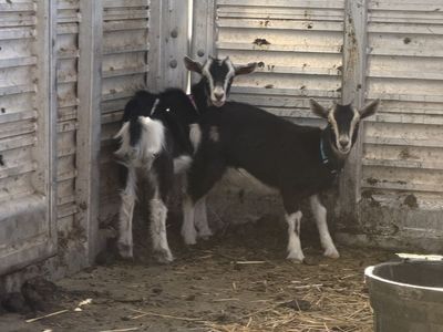 2 Baby Goats - Nubian/Nigerian Dwarf Mix, Female Pair, 3 months old, ready for new home