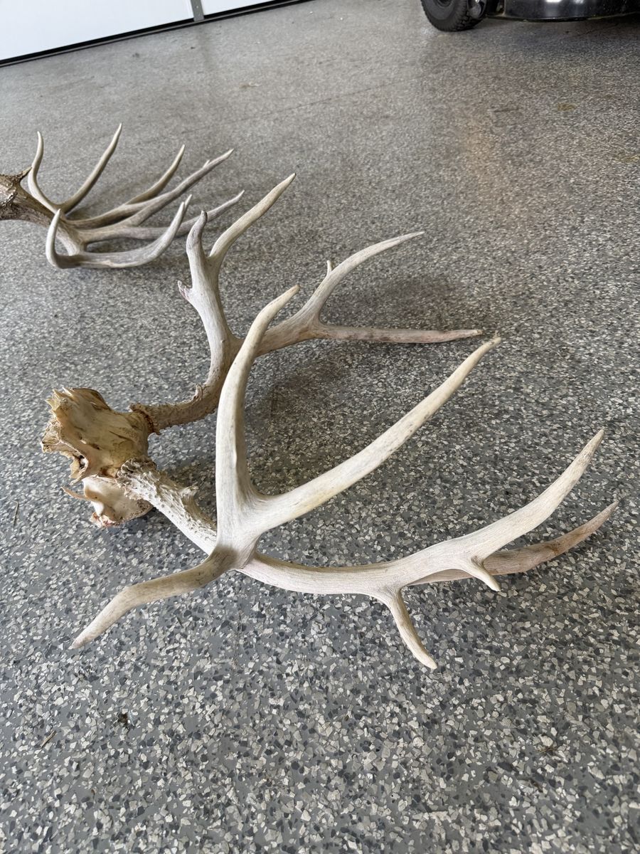 Deer Antlers for Sale