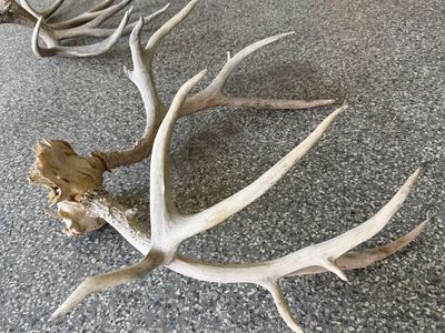 Deer Antlers for Sale