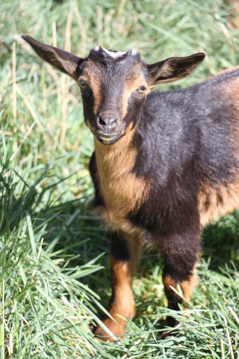 Quick - Nigerian mix doeling