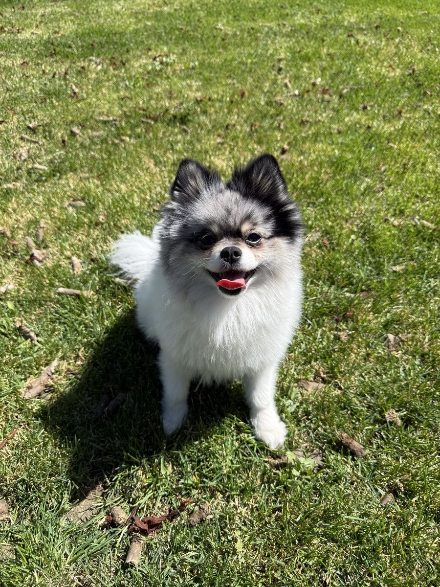 Pomeranian for studs