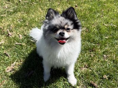 Pomeranian for studs