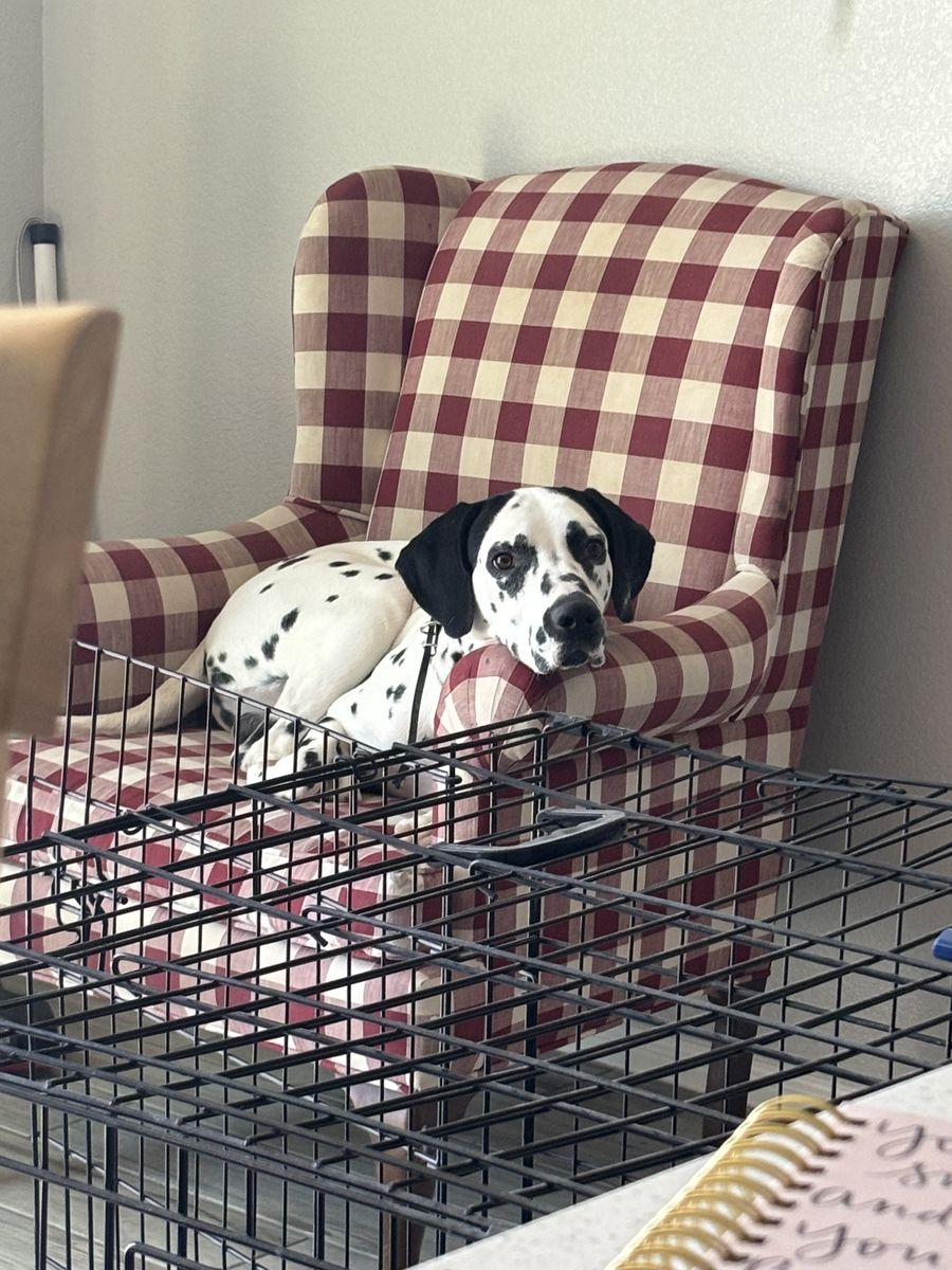 Purebred Dalmatian Dog - Male, 4 Years Old, Black & White Spotted Coat