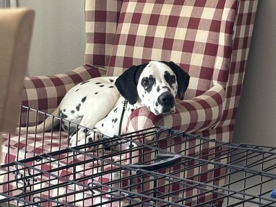 Purebred Dalmatian Dog - Male, 4 Years Old, Black & White Spotted Coat