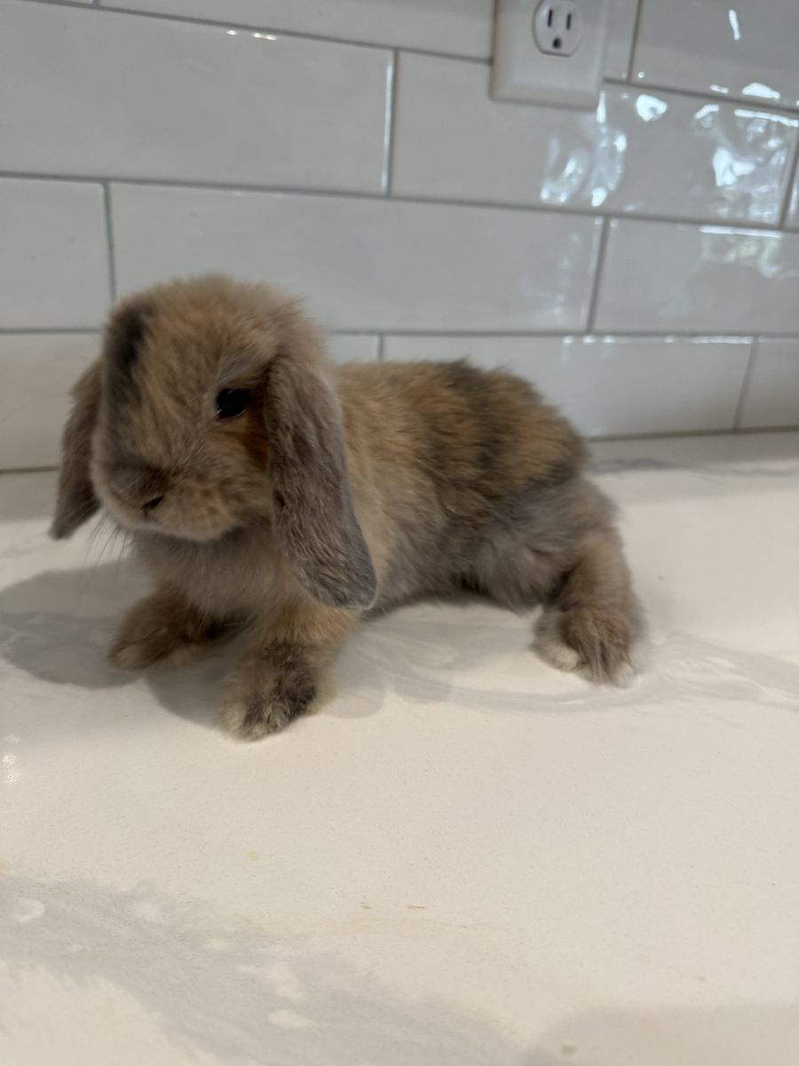 Harlequin Holland Lop Bunny Rabbit - Pedigreed 