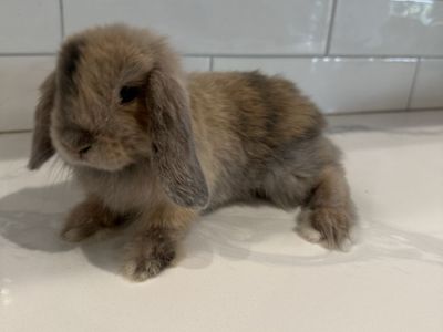 Harlequin Holland Lop Bunny Rabbit - Pedigreed