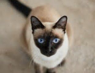 Siamese Cat Companion needed