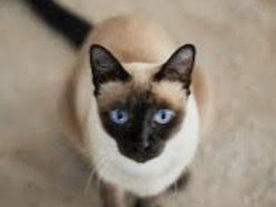 Siamese Cat Companion needed