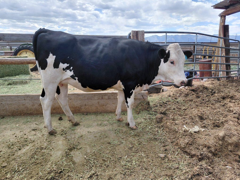 Bred Dairy Heifer
